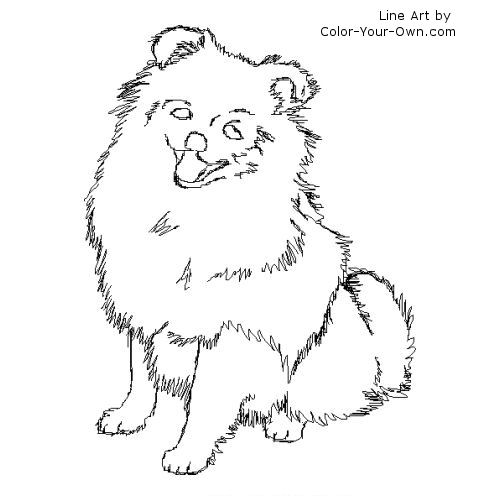 Pomeranian coloring #6, Download drawings