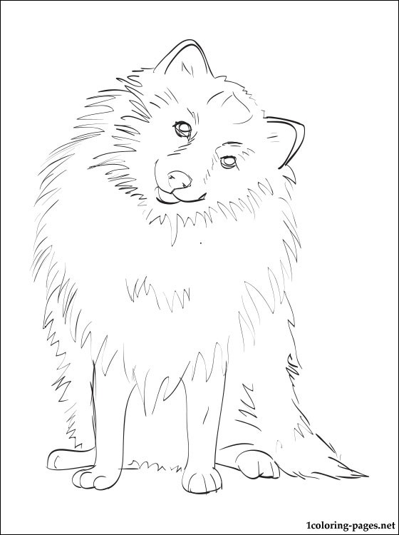 Pomeranian coloring #17, Download drawings