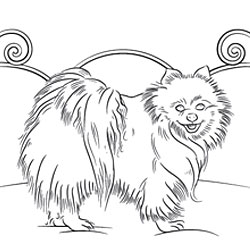 Pomeranian coloring #10, Download drawings