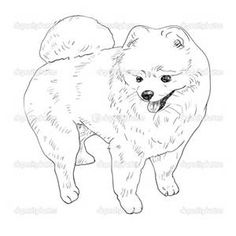 Pomeranian coloring #13, Download drawings