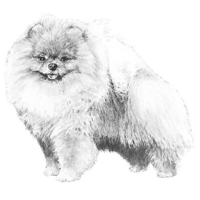 Pomeranian coloring #12, Download drawings