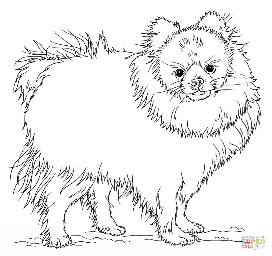 Pomeranian coloring #8, Download drawings