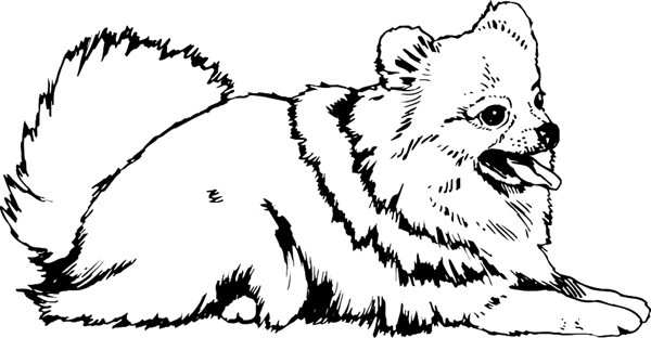 Pomeranian coloring #5, Download drawings