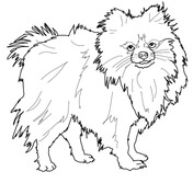 Pomeranian coloring #2, Download drawings