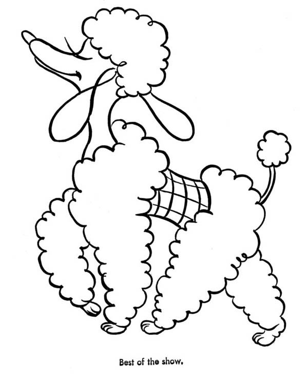 Poodle coloring #9, Download drawings