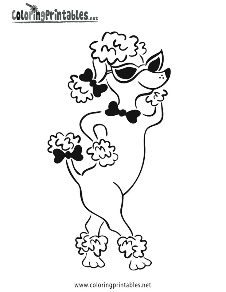 Poodle coloring #1, Download drawings