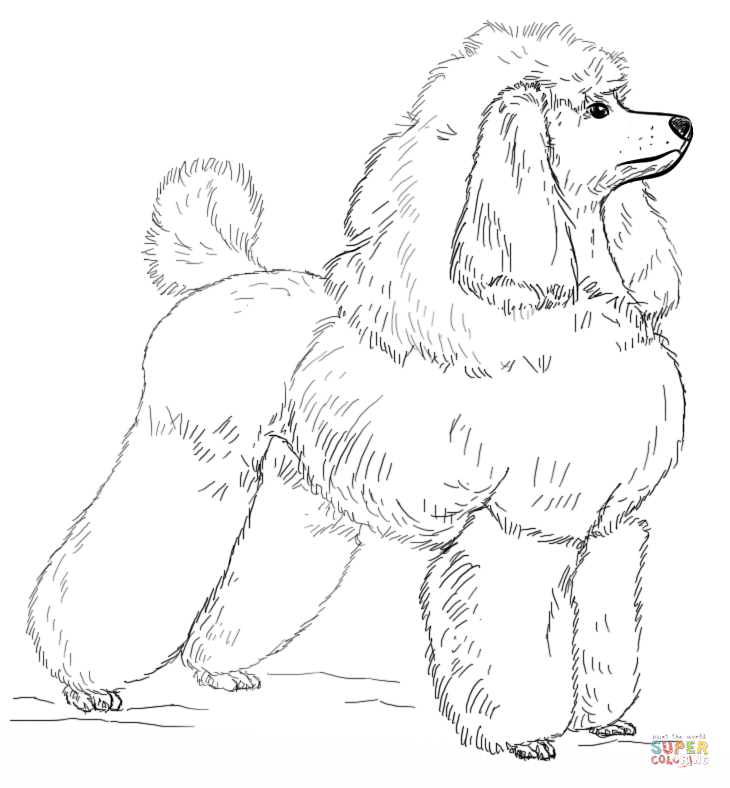 Poodle coloring #8, Download drawings