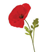 Poppy clipart #3, Download drawings