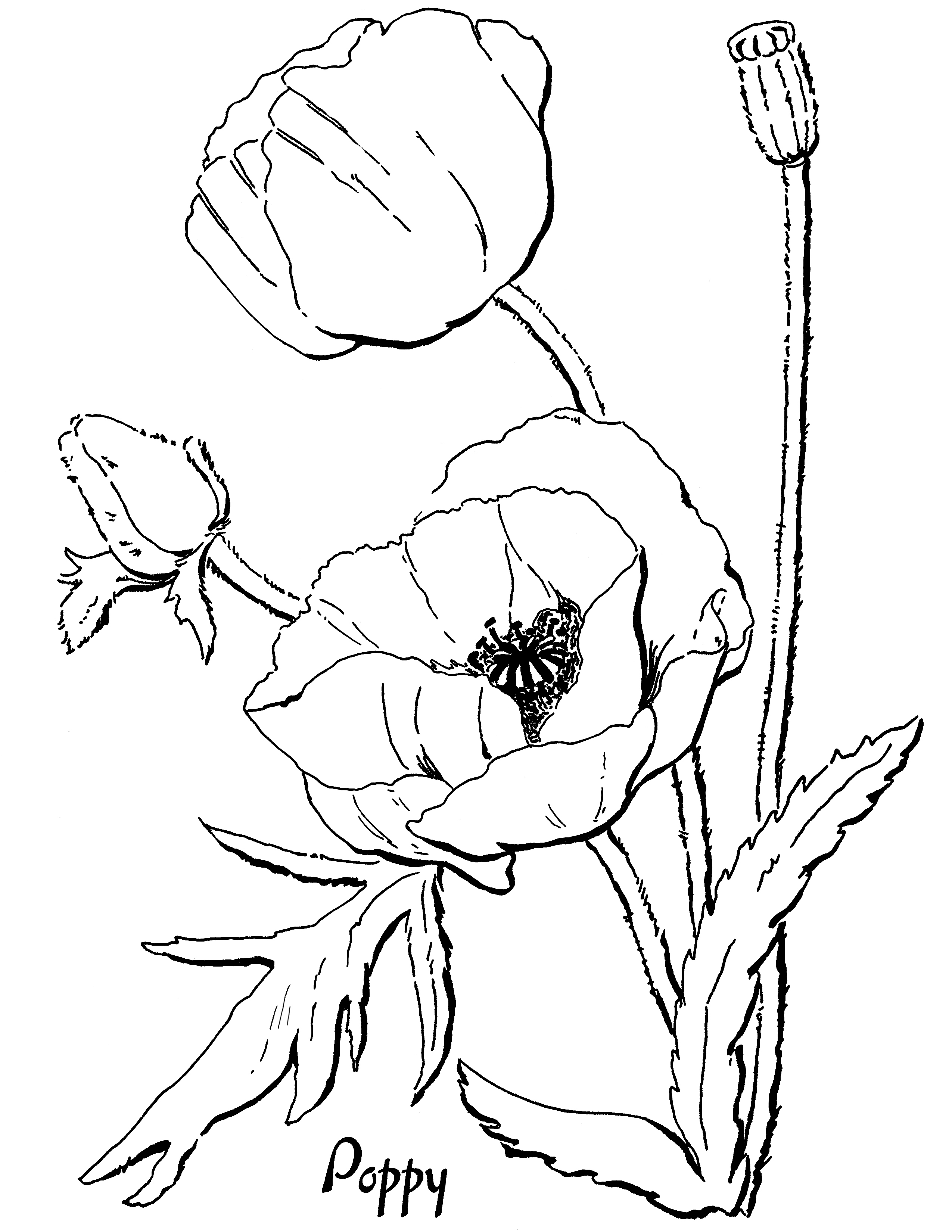Poppy coloring #4, Download drawings
