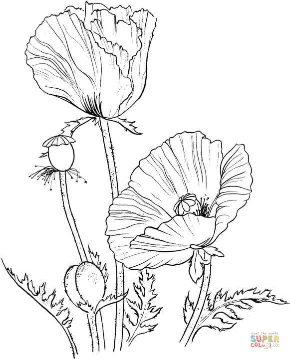 Poppy coloring #7, Download drawings