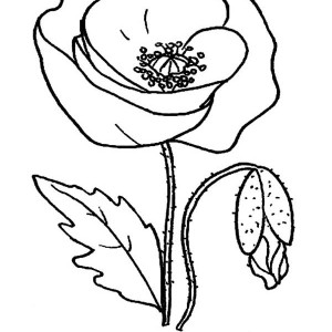 Poppy coloring #2, Download drawings