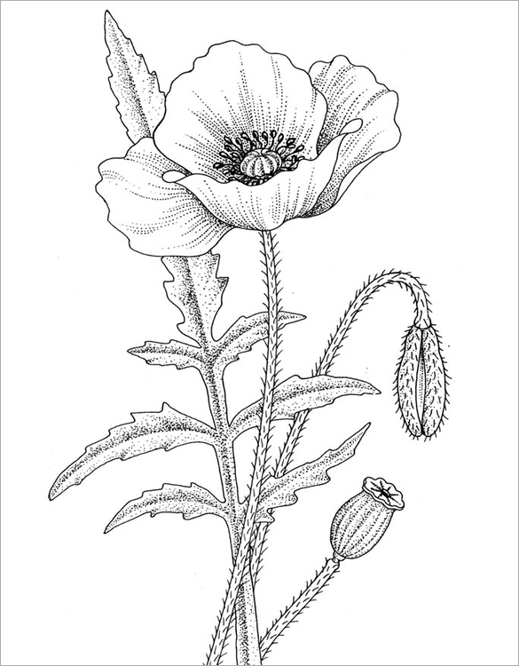 Poppy coloring #5, Download drawings