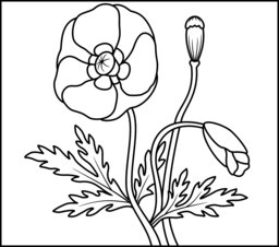 Poppy coloring #12, Download drawings
