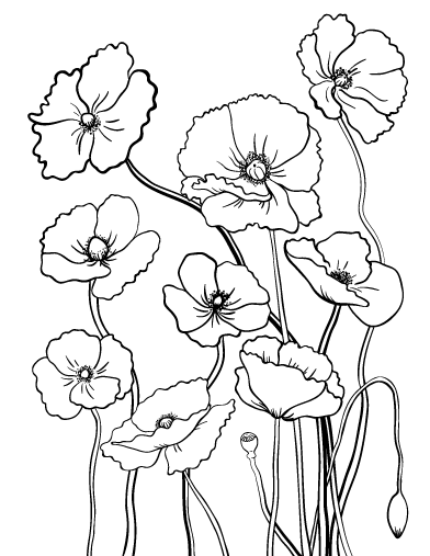 Poppy coloring #11, Download drawings