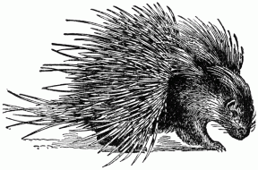 Porcupine clipart #18, Download drawings