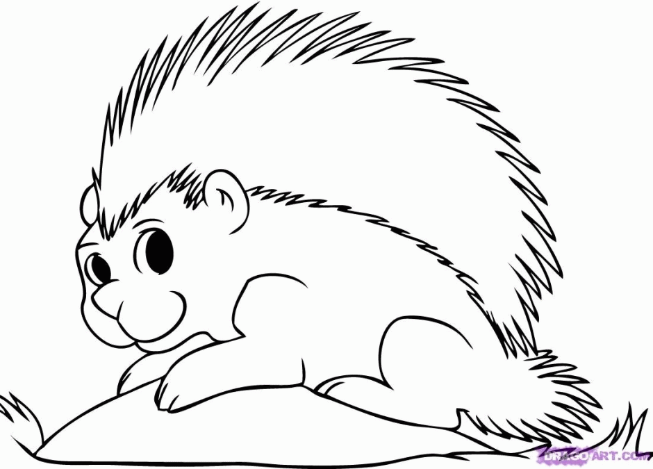 Porcupine coloring #16, Download drawings