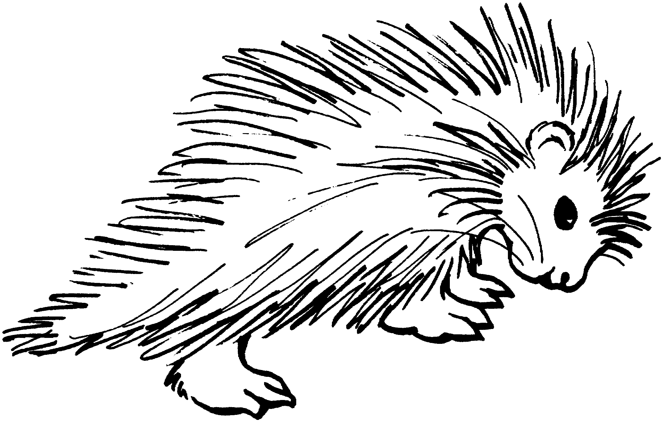 Porcupine coloring #11, Download drawings