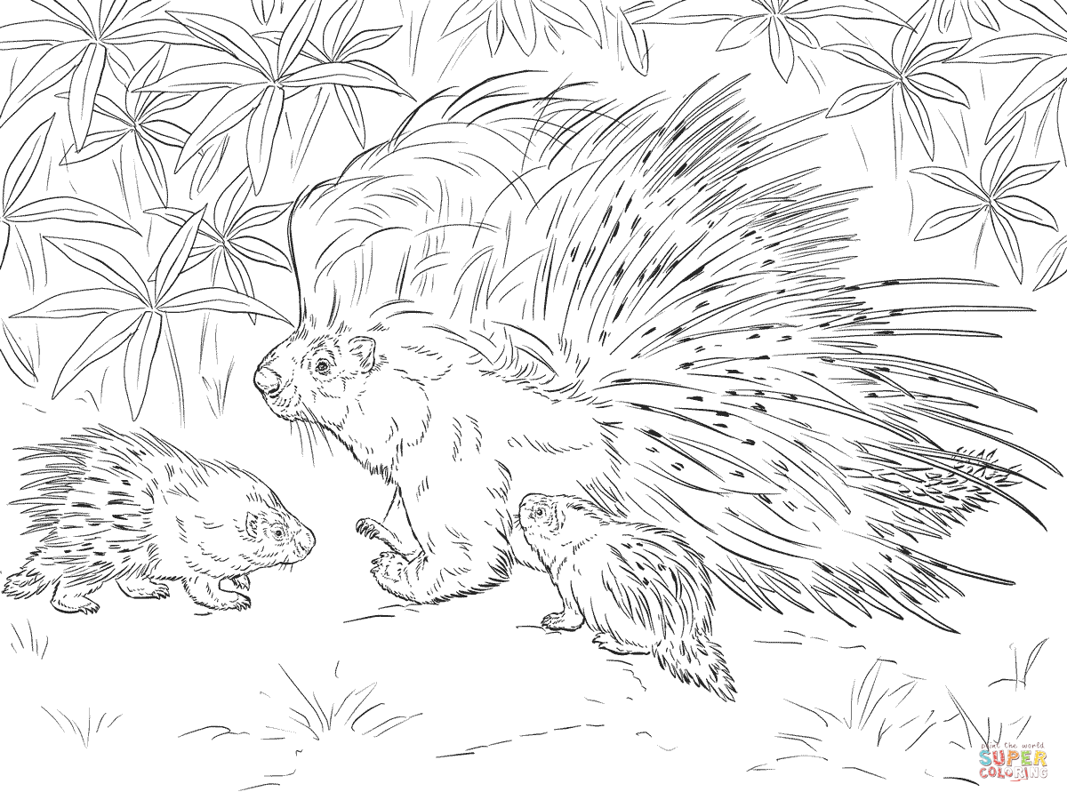 Porcupine coloring #9, Download drawings