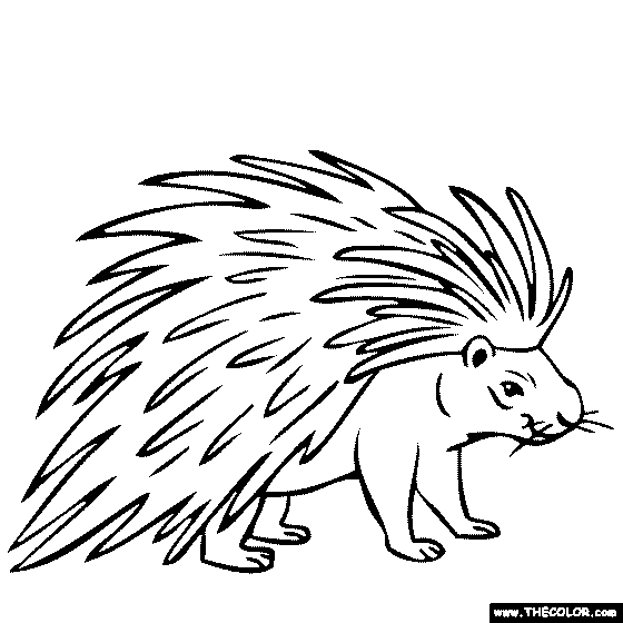 Porcupine coloring #20, Download drawings