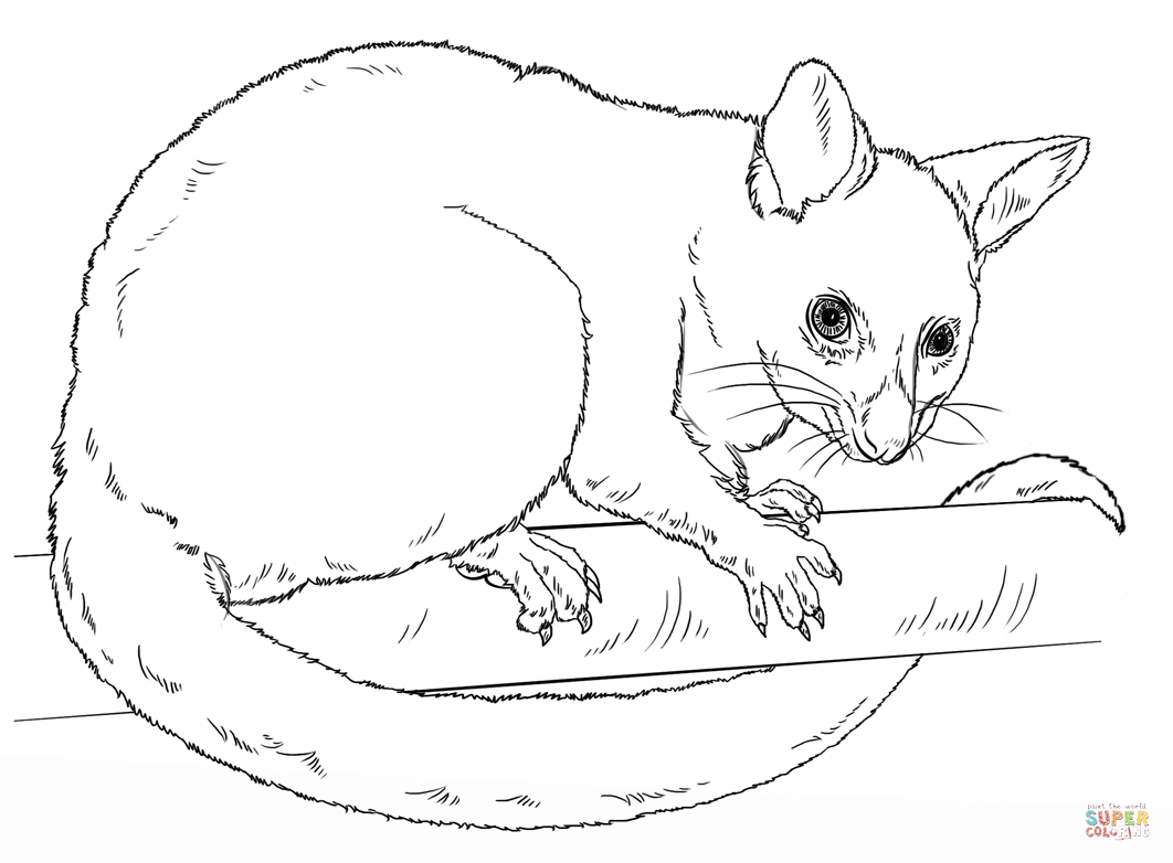 Possum coloring #16, Download drawings