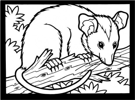 Possum coloring #7, Download drawings