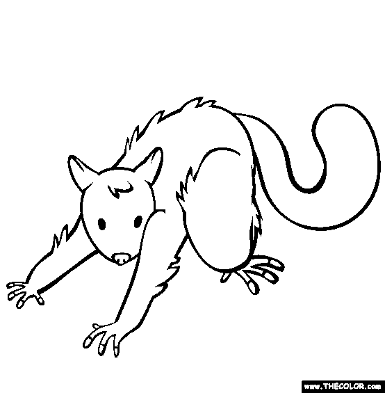 Possum coloring #14, Download drawings