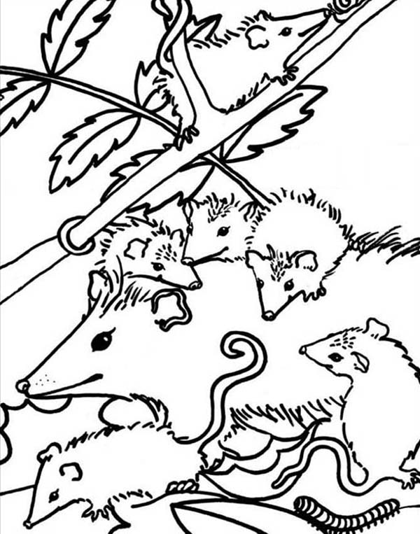 Possum coloring #8, Download drawings