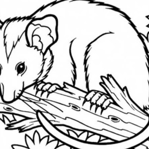Possum coloring #15, Download drawings