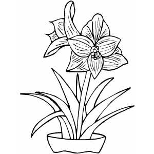 Pot Plant coloring #5, Download drawings