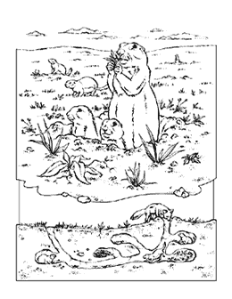 Prairie Dog coloring #13, Download drawings