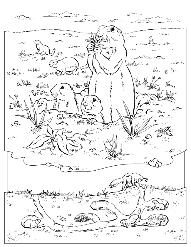 Prairie Dog coloring #8, Download drawings