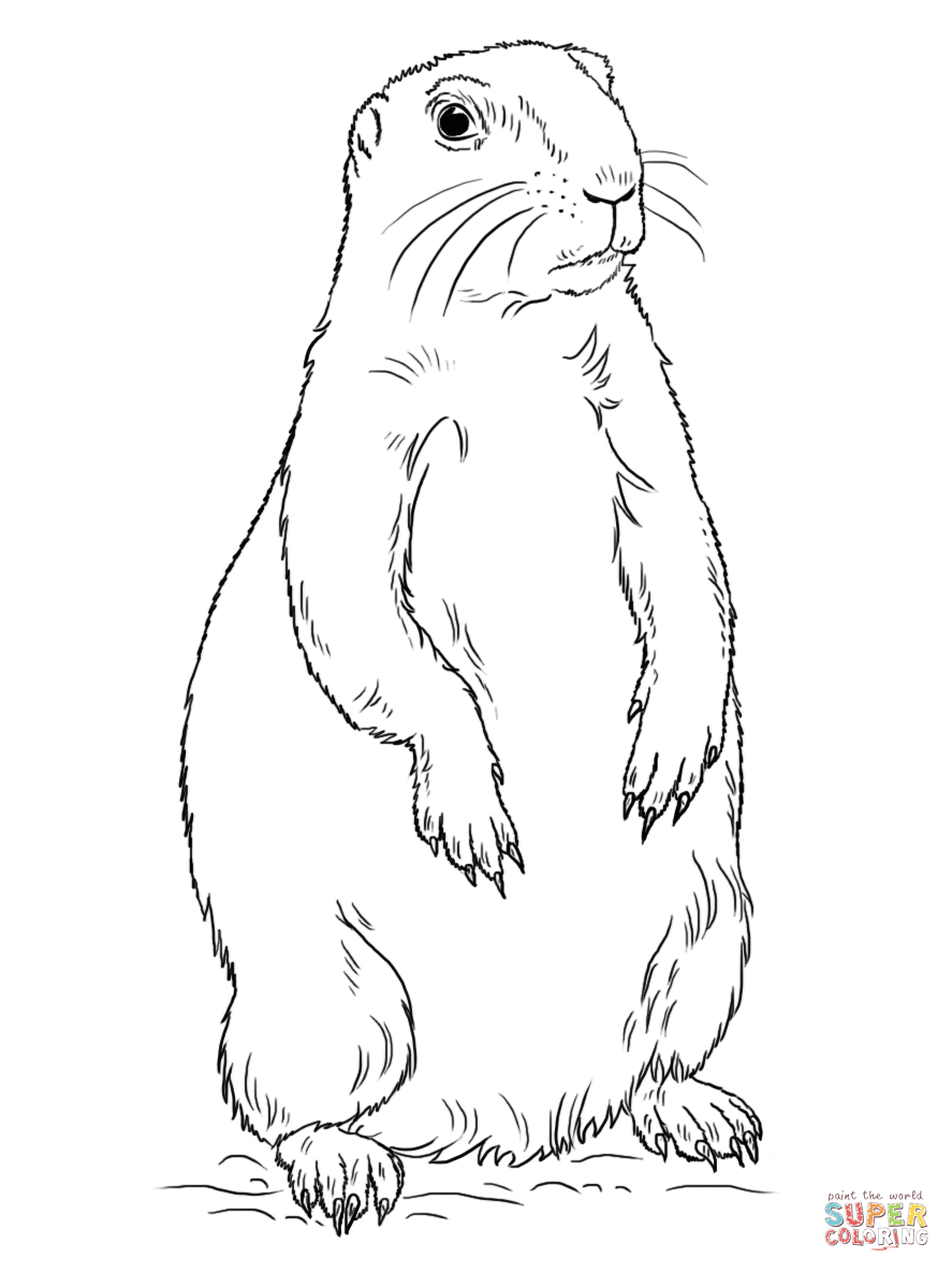 Prarie Dogs coloring #11, Download drawings