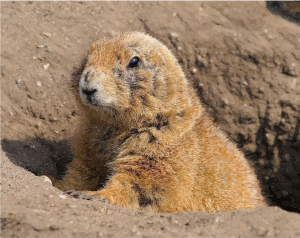 Prarie Dogs svg #12, Download drawings