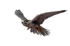 Prairie Falcon clipart #1, Download drawings