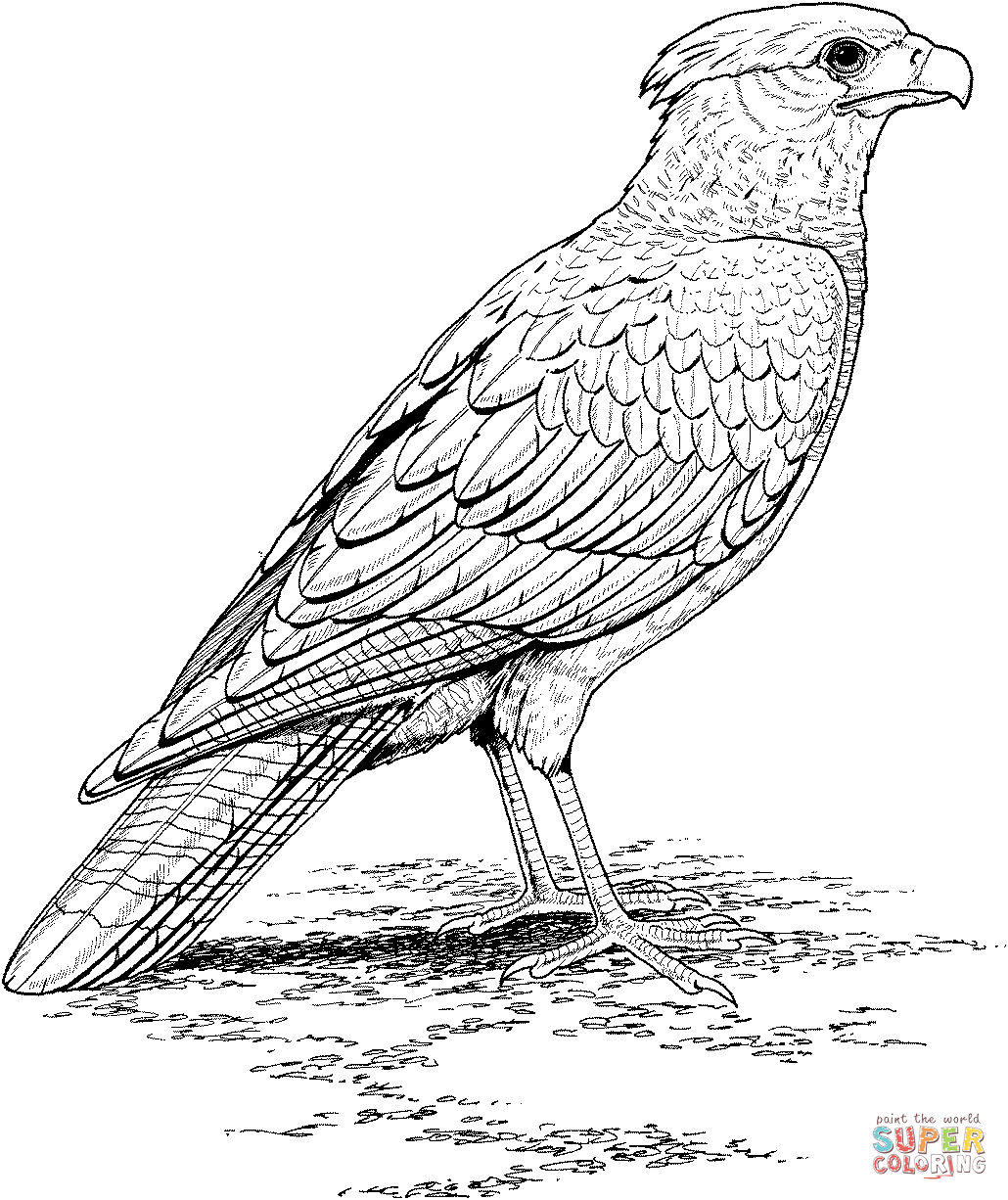 Prairie Falcon coloring #4, Download drawings