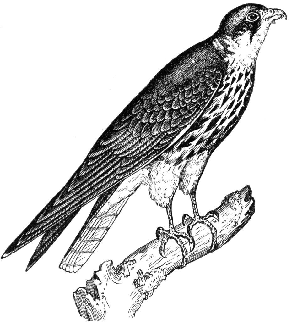 Prairie Falcon clipart #12, Download drawings