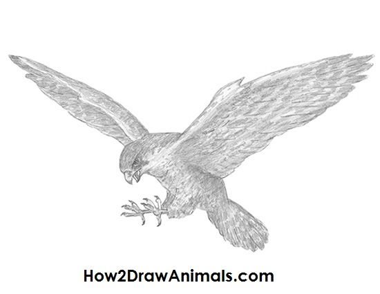 Prairie Falcon coloring #17, Download drawings