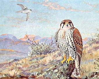 Prairie Falcon svg #11, Download drawings