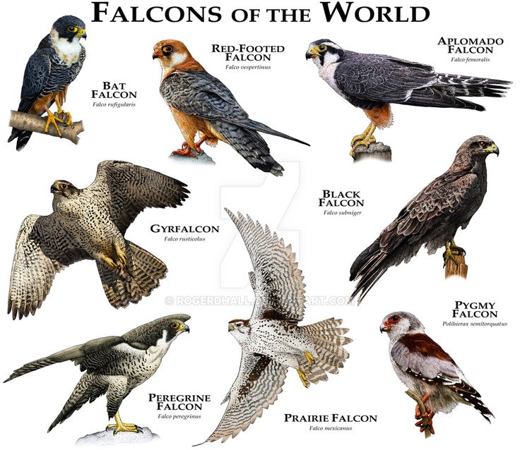 Prairie Falcon svg #13, Download drawings
