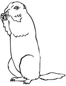 Prarie Dogs coloring #3, Download drawings