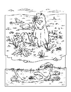 Prarie Dogs coloring #8, Download drawings