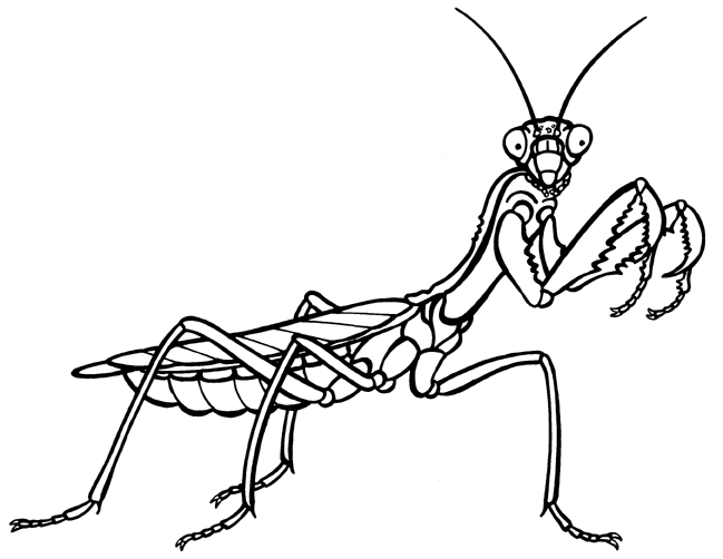 Praying Mantis clipart #12, Download drawings