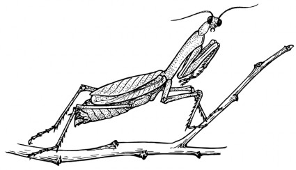 Praying Mantis svg #16, Download drawings