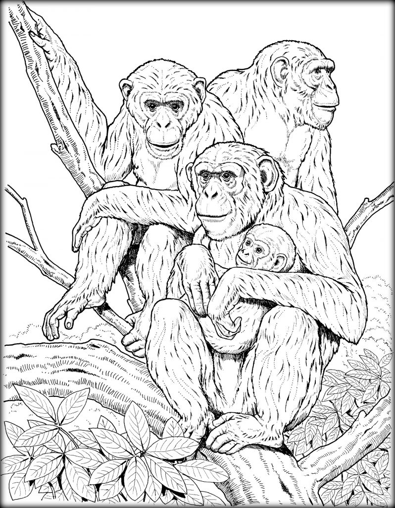 Primate coloring #8, Download drawings