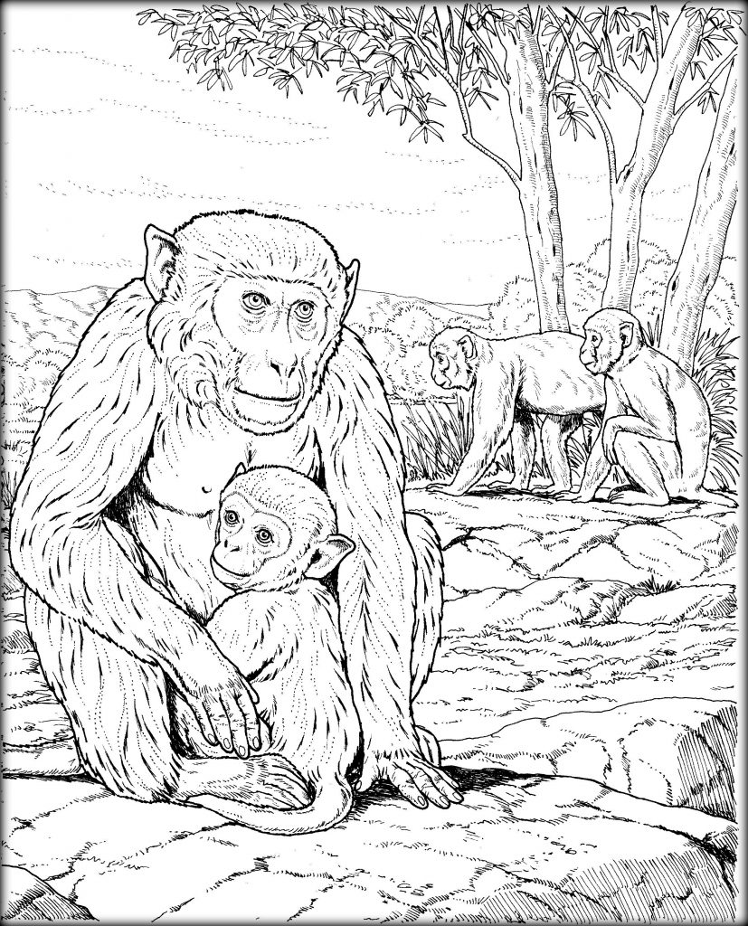 Primate coloring #6, Download drawings
