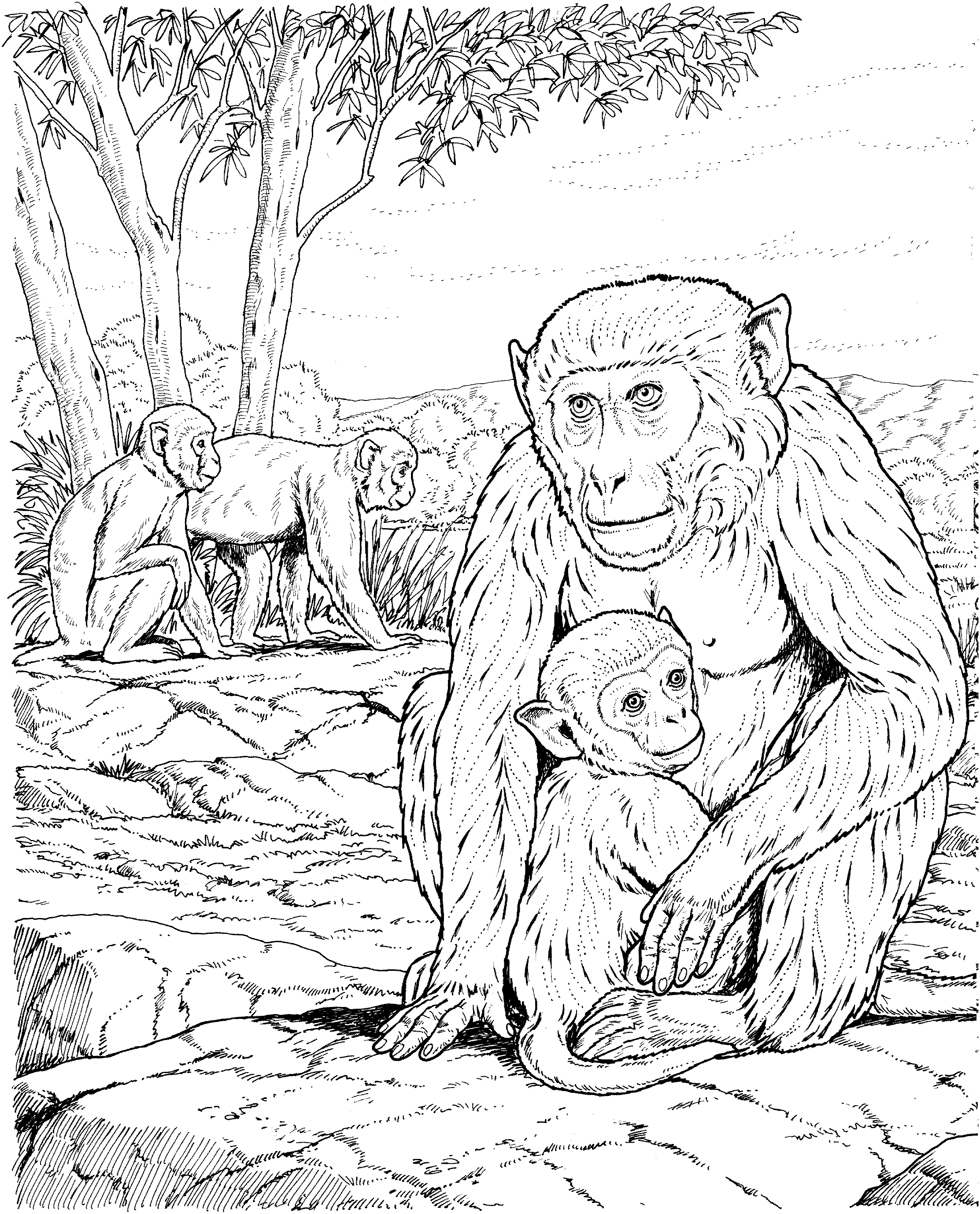Primate coloring #3, Download drawings