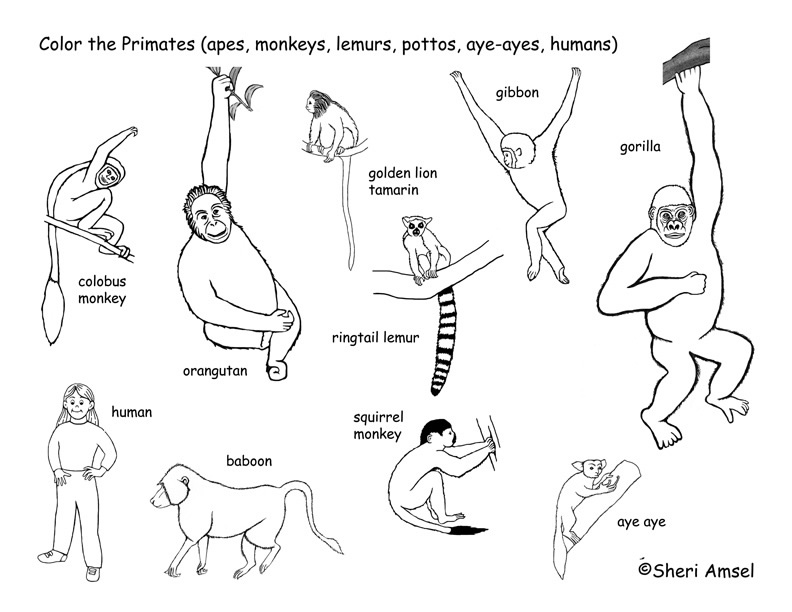 Primate coloring #11, Download drawings