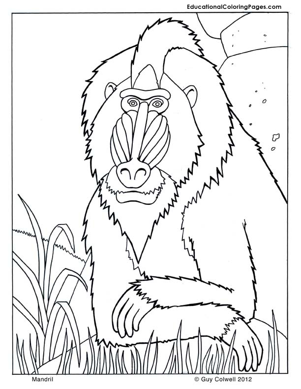 Primate coloring #17, Download drawings