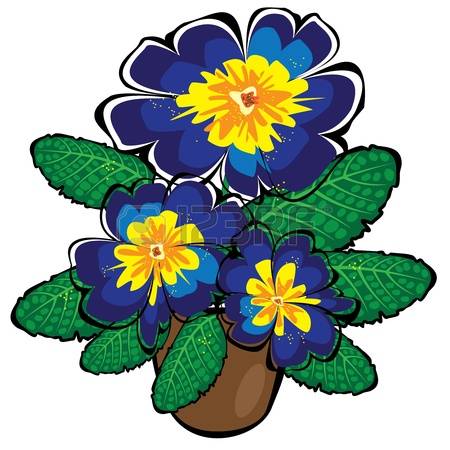 Primula clipart #11, Download drawings