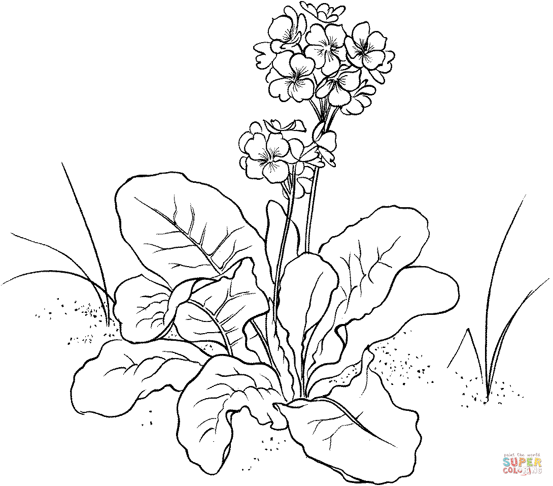 Primula coloring #19, Download drawings